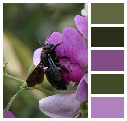 Carpenter Bee Wings Bee Image